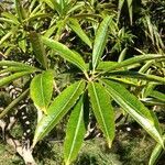 Stillingia lineata habit picture by Daniel Barthelemy (cc-by-nc)