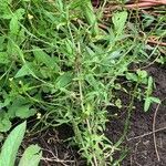 Sisymbrium officinale habit picture by Tom Spruit (cc-by-sa)