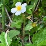 Fragaria vesca flower picture by Serge Beuchat (cc-by-sa)