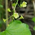 Ribes rubrum flower picture by D'Hoore Koen (cc-by-sa)