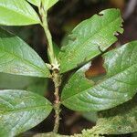 Erythroxylum macrophyllum leaf picture by Nelson Zamora Villalobos (cc-by-nc)