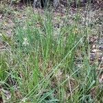 Juncus effusus habit picture by Eli Small (cc-by-sa)