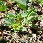 Sibbaldia procumbens flower picture by Fabien Anthelme (cc-by-sa)