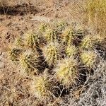 Echinocereus engelmannii leaf picture by Andrew Vorsanger (cc-by-sa)