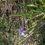 Viola bubanii flower picture by martine lebeaupin (cc-by-sa)