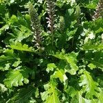 Acanthus mollis habit picture by Anne-Laure Dhée (cc-by-sa)