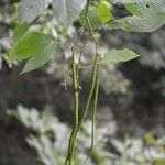 Senna hayesiana leaf picture by Nelson Zamora Villalobos (cc-by-nc)