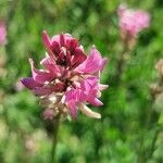 Astragalus glaux flower picture by Émile Maurice (cc-by-sa)