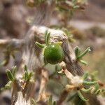 Lycium chanar fruit picture by Fabien Anthelme (cc-by-sa)