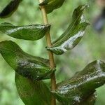 Potamogeton perfoliatus habit picture by Yoan MARTIN (cc-by-sa)