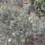 Cistus clusii habit picture by André Holmgren Hopkins (cc-by-sa)