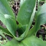 Eryngium elegans leaf picture by Trap Hers (cc-by-sa)