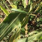 Sorghum bicolor leaf picture by fabienne trivero (cc-by-sa)