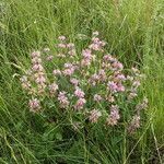 Phlomis herba-venti habit picture by Sylvain Piry (cc-by-sa)