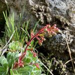 Saxifraga cotyledon flower picture by Fabien Anthelme (cc-by-sa)