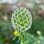 Scabiosa ochroleuca fruit picture by Krampl Tomáš (cc-by-sa)