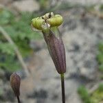 Silene saxifraga flower picture by Llandrich anna (cc-by-sa)