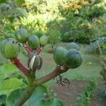 Jatropha podagrica fruit picture by Daniel Barthelemy (cc-by-sa)