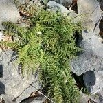 Asplenium fontanum habit picture by alex baumel (cc-by-sa)