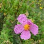 Cistus creticus flower picture by Will Kastelijn (cc-by-sa)