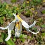 Erythronium montanum flower picture by Ethan Greer (cc-by-sa)