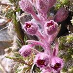 Saxifraga media flower picture by Llandrich anna (cc-by-sa)