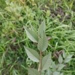 Ulmus pumila leaf picture by Alexander Baransky (cc-by-sa)