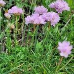 Armeria ruscinonensis habit picture by Jean-François Lavaud (cc-by-sa)