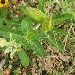 Asclepias viridis habit picture by Joshua Kuykendall (cc-by-sa)