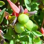 Tropaeolum pentaphyllum fruit picture by Trap Hers (cc-by-sa)