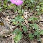 Geranium sanguineum habit picture by Gabriel Ollivier (cc-by-sa)