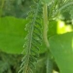 Achillea filipendulina leaf picture by mimma jackson (cc-by-sa)