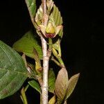 Ticodendron incognitum fruit picture by Nelson Zamora Villalobos (cc-by-nc)