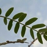 Prosopis cineraria leaf picture by Abdul Ghaffar (cc-by-sa)