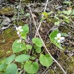 Viola canadensis flower picture by Kraneia The Dancing Dryad (cc-by-sa)