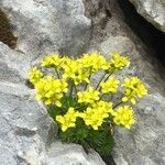 Draba aizoides flower picture by Arnaud Fontaine (cc-by-sa)