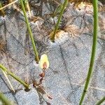 Utricularia minor flower picture by alain croibien (cc-by-sa)