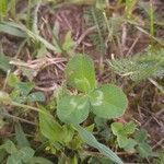 Trifolium fragiferum leaf picture by Alex Bradaric (cc-by-sa)