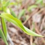 Uvularia sessilifolia leaf picture by dredodo (cc-by-sa)