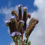 Phacelia pinnatifida flower picture by Fabien Anthelme (cc-by-sa)