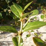 Alternanthera littoralis leaf picture by Renato Lima (cc-by-sa)