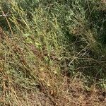 Atriplex littoralis habit picture by Francois Mansour (cc-by-sa)