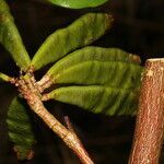 Lennea viridiflora fruit picture by Nelson Zamora Villalobos (cc-by-nc)