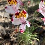 Alstroemeria pulchra flower picture by di parodi (cc-by-sa)