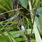 Dianella ensifolia flower picture by dominoel dominoel (cc-by-sa)