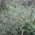 Artemisia verlotiorum flower picture by John Walsh (cc-by-sa)