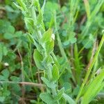 Lepidium heterophyllum leaf picture by Henri Sussin (cc-by-sa)