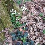 Cardamine trifolia habit picture by Sergio costantini (cc-by-sa)