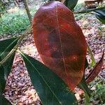 Suregada glomerulata leaf picture by Dieter Albrecht (cc-by-sa)