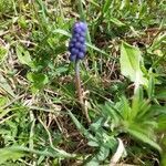 Muscari botryoides fruit picture by Enes Ünyılmaz (cc-by-sa)